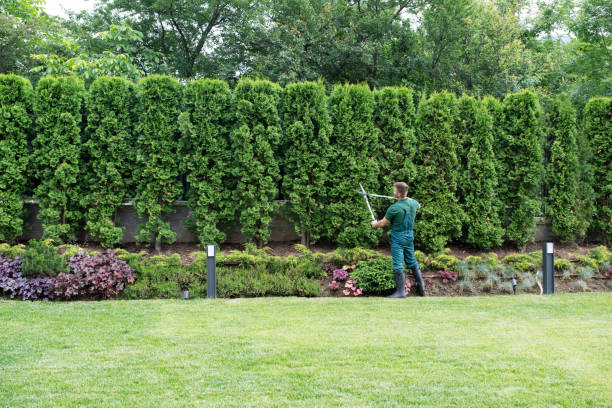 Best Tree Trimming and Pruning  in Meadowbrook, VA