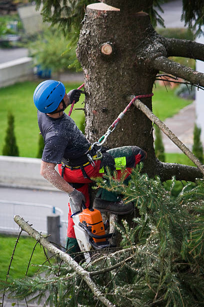 Lawn Maintenance Plans in Meadowbrook, VA