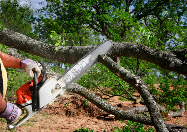 Lawn Drainage Solutions in Meadowbrook, VA